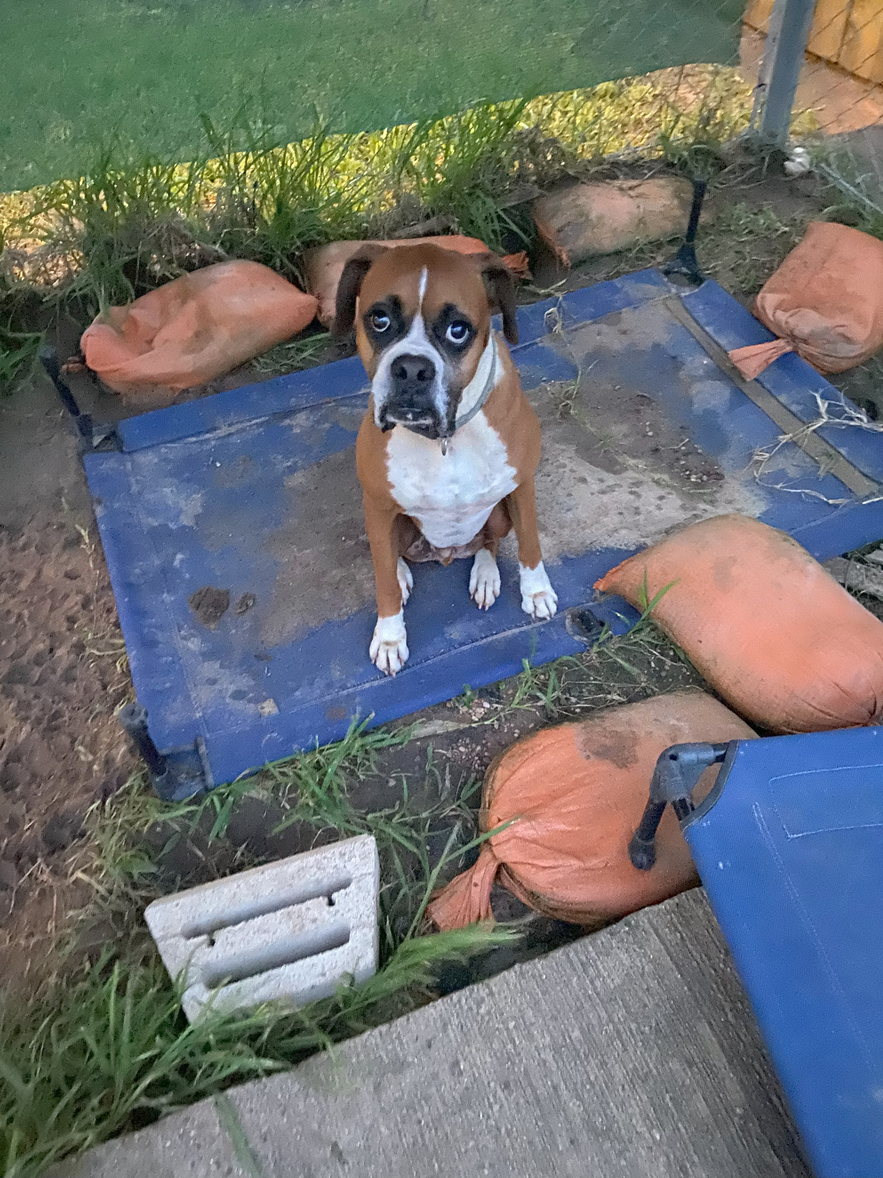 adoptable Dog in Tomball,TX named Boss